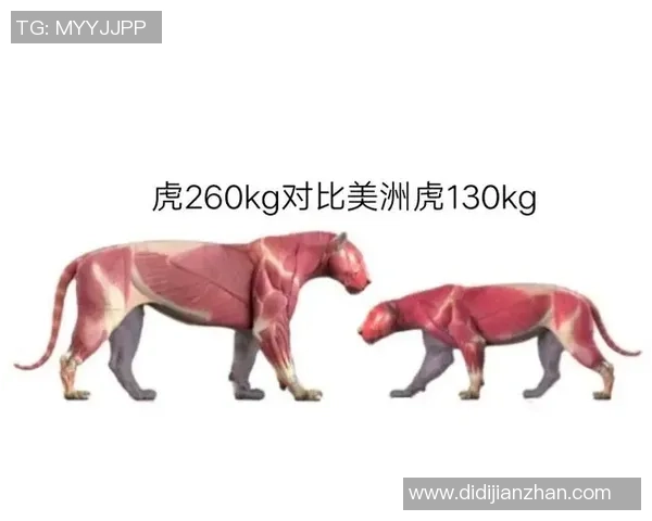 老虎大学与墨西哥美洲的激烈对决精彩回顾与分析 老虎大学与墨西哥美洲的激烈对决精彩回顾与分析